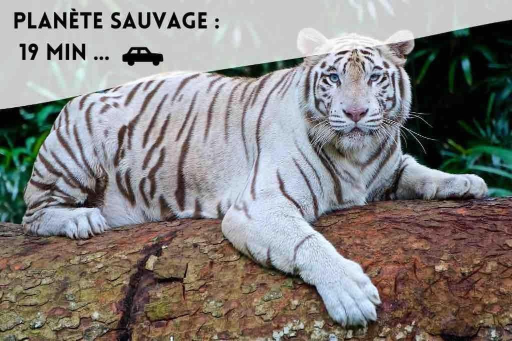 Le Dolce Lejlighed Bouguenais Eksteriør billede